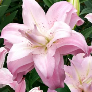 3 Double Lily Flower Bulbs Mix Pink White - Perennial Florist Flowers - Image 3