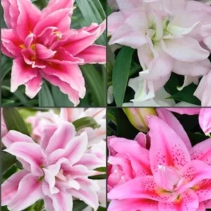 3 Double Lily Flower Bulbs Mix Pink White - Perennial Florist Flowers - Image 4