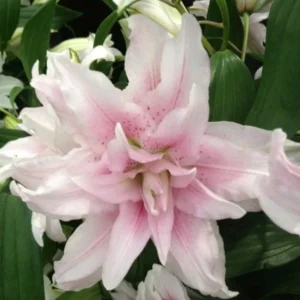 3 Double Lily Flower Bulbs Mix Pink White - Perennial Florist Flowers - Image 6
