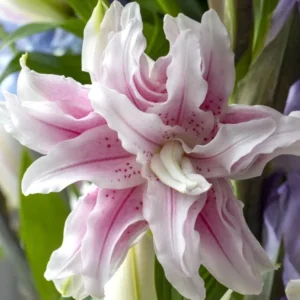 3 Double Lily Flower Bulbs Mix Pink White - Perennial Florist Flowers - Image 7