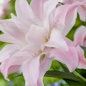 3 Double Lily Flower Bulbs Mix Pink White - Perennial Florist Flowers - Image 9