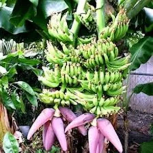 3 Double Mahoi Banana Plant - Edible Dwarf Cavendish Starter Live Plant - Fruit Tree - Image 6