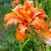 3 Double Orange Bloom Daylily Bare Roots - Hemerocallis Perennial Orange Flowers for Outdoor Garden - Image 1