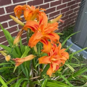 3 Double Orange Bloom Daylily Bare Roots - Hemerocallis Perennial Orange Flowers for Outdoor Garden - Image 2