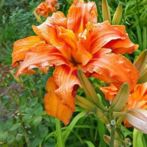 3 Double Orange Bloom Daylily Bare Roots - Hemerocallis Perennial Orange Flowers for Outdoor Garden - Image 1