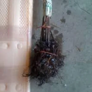 3 Dunstan Hybrid Chestnut Bare Root Trees - Blight Resistant, 12-24in Tall - Image 2