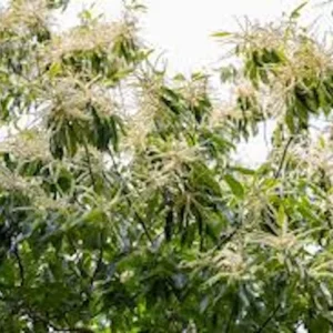 3 Dunstan Hybrid Chestnut Bare Root Trees - Blight Resistant, 12-24in Tall - Image 4