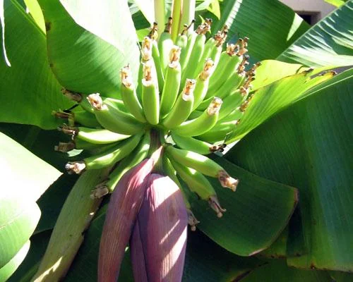 3 Dwarf Cavendish Banana Plant Plugs - Live Tropical Fruit Trees, Cold Hardy - Image 2