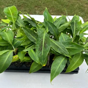 3 Dwarf Cavendish Banana Plant Plugs - Live Tropical Fruit Trees, Cold Hardy - Image 3