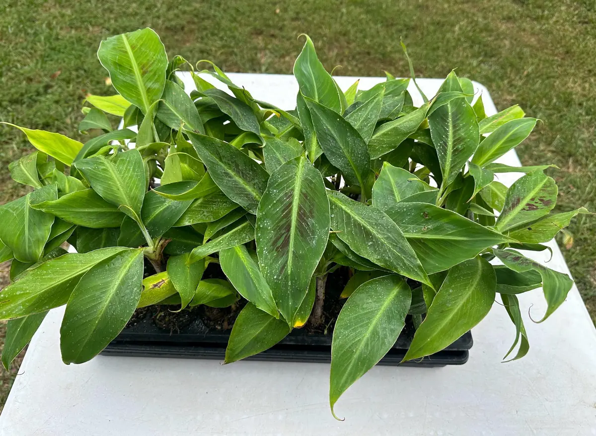 3 Dwarf Cavendish Banana Plant Plugs - Live Tropical Fruit Trees, Cold Hardy - Image 3
