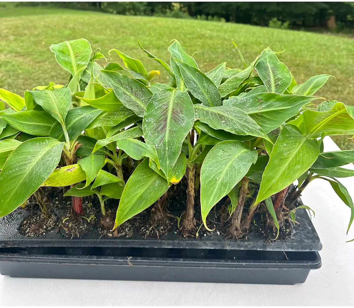 3 Dwarf Cavendish Banana Plant Plugs - Live Tropical Fruit Trees, Cold Hardy - Image 1