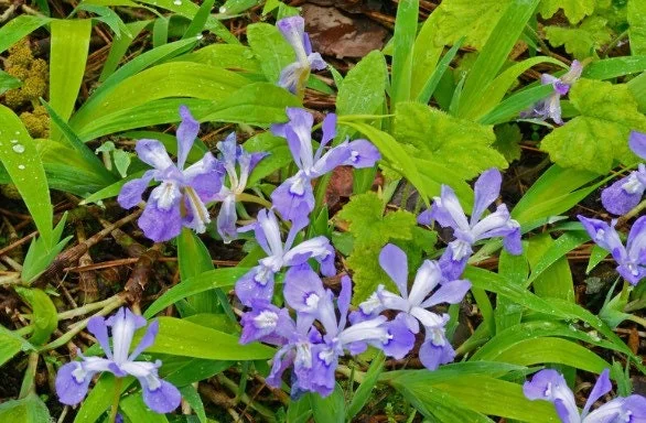 3 Dwarf Crested Iris Bare Root Plants - Organic Wildflower - Image 2