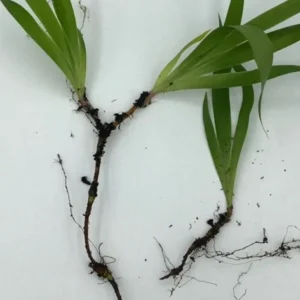 3 Dwarf Crested Iris Bare Root Plants - Organic Wildflower - Image 3