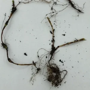 3 Dwarf Crested Iris Bare Root Plants - Organic Wildflower - Image 4