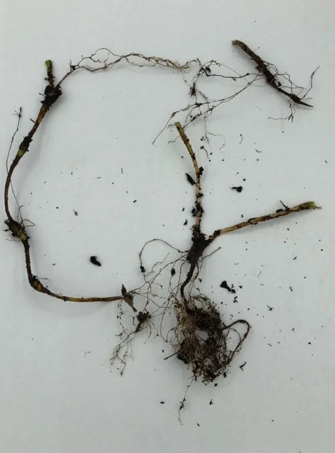 3 Dwarf Crested Iris Bare Root Plants - Organic Wildflower - Image 4