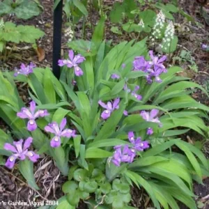 3 Dwarf Crested Iris Bare Root Plants - Organic Wildflower - Image 6