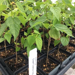 3 Dwarf Everbearing Mulberry Tree Starters - Bare Root, Cold Hardy Live Plant - Image 5