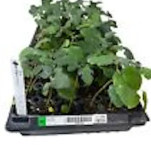 3 Dwarf Fig Tree Starter Plants - Fignomenal Variety, Self-Fertile, Perennial - Image 3
