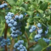 3 Emerald Blueberry Starter Plug Live Plants - Vaccinium corymbosum - Image 1