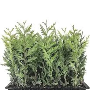 3 Emerald Green Arborvitae Live Trees - Thuja Privacy Evergreen Starter Plants, Bare Root - Image 1