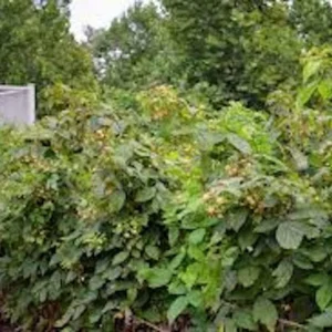 3 Fall Gold Raspberry Live Plant Starter Plugs - Thornless, Everbearing - Image 3