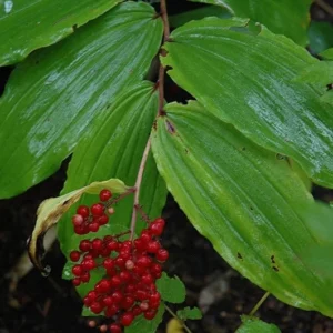 3 False Solomon's Seal Bare Root Plants - Organic Wildflower Perennial - Image 5