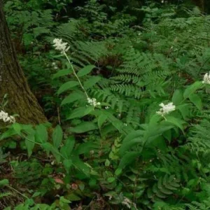 3 False Solomon's Seal Bare Root Plants - Organic Wildflower Perennial - Image 6