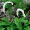 3 False Unicorn Plants Bare Root - Chamaelirium Luteum - Organic Wildflower Native Star Root - Image 1