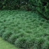 3 Green Mondo Grass Live Plant - Ophiopogon Japonicus - 4 Inch Pot - Groundcover - Image 1