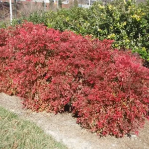 3 Gulf Stream Heavenly Bamboo Bare Root Plants 6-12in Tall - Nandina domestica Shrub - Image 6