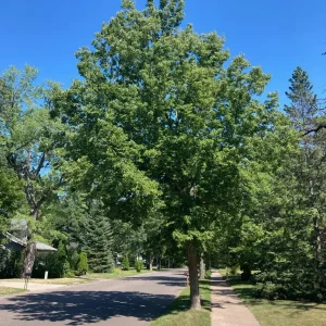 3 Hackberry Tree Bare-root - Celtis Occidentalis - Fast Growing Shade Tree - Image 3