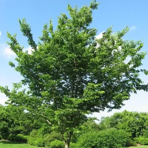 3 Hackberry Tree Bare-root - Celtis Occidentalis - Fast Growing Shade Tree - Image 5