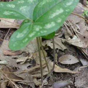 3 Heartleaf Ginger Bare Roots - Organic Hexastylis Arifolia Woodland Plant - Image 2