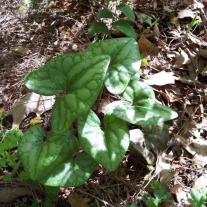 3 Heartleaf Ginger Bare Roots - Organic Hexastylis Arifolia Woodland Plant - Image 1