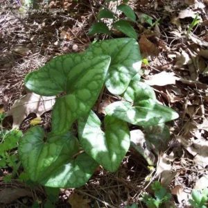 3 Heartleaf Ginger Bare Roots - Organic Hexastylis Arifolia Woodland Plant - Image 7