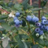 3 Heintooga Blueberry Starter Plug - Vaccinium formosum x - Live Plant - USDA Zones 4-10 - Image 1