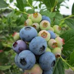 3 Heintooga Blueberry Starter Plug - Vaccinium formosum x - Live Plant - USDA Zones 4-10 - Image 2