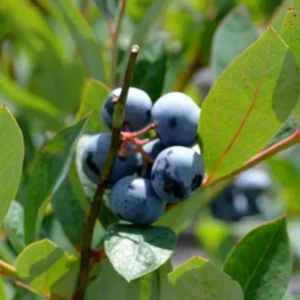 3 Heintooga Blueberry Starter Plug - Vaccinium formosum x - Live Plant - USDA Zones 4-10 - Image 3