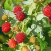 3 Heritage Red Raspberry Starter Plugs - Rubus idaeus - Bare Root Live Plant - Everbearing Outdoor - Image 1