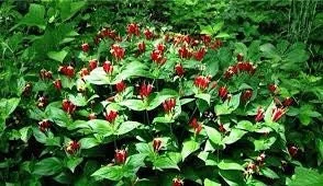 3 Indian Pinkroot Bare Root Plants Spigelia Marilandica Wildflower Perennial - Image 2