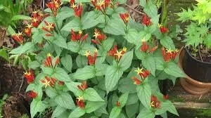 3 Indian Pinkroot Bare Root Plants Spigelia Marilandica Wildflower Perennial - Image 6