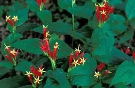 3 Indian Pinkroot Bare Root Plants Spigelia Marilandica Wildflower Perennial - Image 7