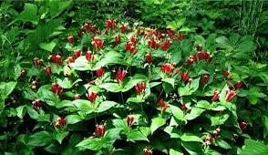 3 Indian Pinkroot Bare Root Plants Spigelia Marilandica Wildflower Perennial - Image 9