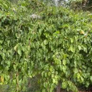 3 Issai Hardy Kiwi Live Plant - Self-Pollinating Fruit Vine Starter - USDA Zones 3-8 - Image 2