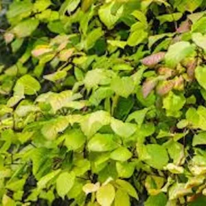 3 Issai Hardy Kiwi Live Plant - Self-Pollinating Fruit Vine Starter - USDA Zones 3-8 - Image 1