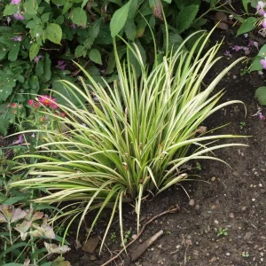 3 Japanese Sweet Flag Grass Plants - Acorus Ogon - 2.5 Inch Pots - Outdoor Aquatic - Image 1