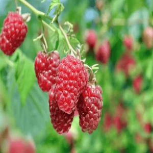 3 Joan J Raspberry Plants – Bare Root Cane – Thornless Everbearing Red Variety - Image 1