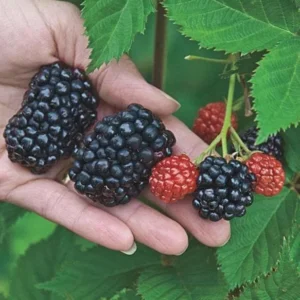 3 Kiowa Blackberry Starter Plug Live Plant - Large Fruit, Zone 6-9 Outdoor - Image 5