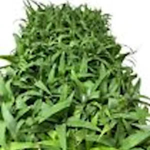 3 Kona Sugarloaf Pineapple Starter Plants - Edible Fruit Bush - Live Plant - Image 2