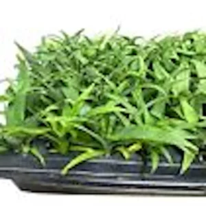 3 Kona Sugarloaf Pineapple Starter Plants - Edible Fruit Bush - Live Plant - Image 5